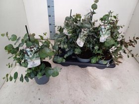 Kambarinis augalas, eukaliptas "Cinerea", vazonėlio skersmuo 16 cm.
