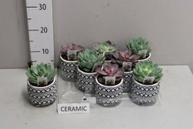 Kambarinis augalas, kalvorė (eševerija), vazonėlio skersmuo 9 cm.