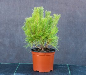 Spygliuotis, kalninė pušis, vazonėlis 3 l.