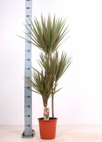 Kambarinis augalas, dracena margalapė, vazonėlio skersmuo 21 cm.
