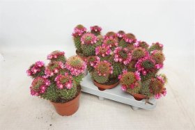 Kambarinis augalas, mamiliarija, vazonėlio skersmuo 12 cm.