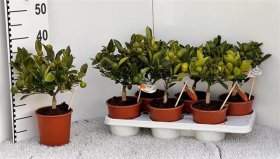 Kambarinis augalas, mandarinmedis dekoratyvinis, vazonėlio skersmuo 14 cm.