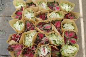 Kambarinis augalas, kaladis, įvairūs, vazonėlio skersmuo 21 cm.