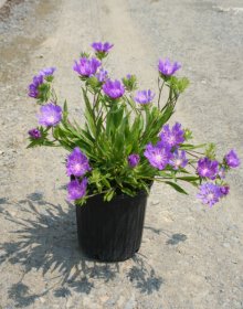 Daugiametė gėlė, dangūnis, vazonas 2 l.