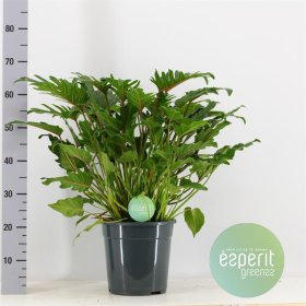 Kambarinis augalas, filodendras "Xanadu", vazonėlio skersmuo 24 cm.