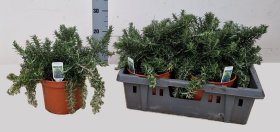 Prieskoninis augalas, rozmarinas "Prostrat", vazonėlio skersmuo 19 cm.