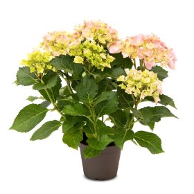 Dekoratyvinis krūmas, hortenzija didžialapė "Rock & Roll", rožinės sp., vazonėlio skersmuo 23 cm.