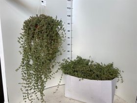 Vienmetis augalas, dichondra svyranti, vazonėlio skersmuo 19 cm.