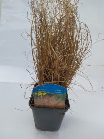 Žolinis augalas, viksva "Bronco", vazonėlio skersmuo 9 cm.