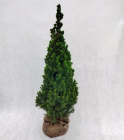 Spygliuotis, eglė kanadinė puošnioji "Conica", aukštis 80-100 cm., kelta iš grunto, vazonėlio skersmuo 25 cm.