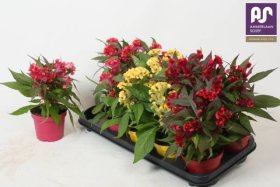 Vienmetė gėlė, celiozija "Hot topic Gem", vazonėlio skersmuo 12 cm.