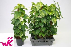 Kambarinis augalas, skindapas "Mosstok", vazonėlio skersmuo 19 cm.