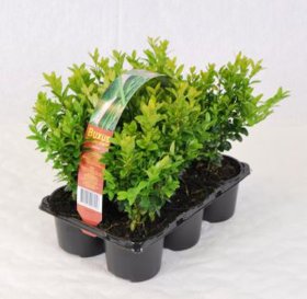 Dekoratyvinis krūmas, paprastasis buksmedis, 6 vnt., augalo aukštis 12 cm., vazonėlio skersmuo 9 cm.