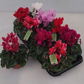 Kambarinis augalas, ciklamenas, įvairūs, vazonėlio skersmuo 11 cm.