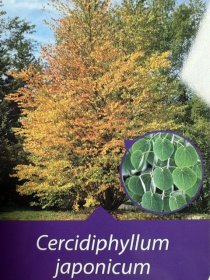 Dekoratyvinis medis, puošmedis japoninis, vazonėlio skersmuo 21 cm.