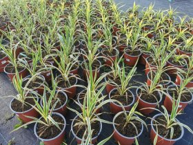 Žolinis augalas, juka, vazono skersmuo 19 cm.