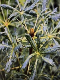 Dekoratyvinis medis, kaštonas "Laciniata", vazonėlio skersmuo 21 cm.