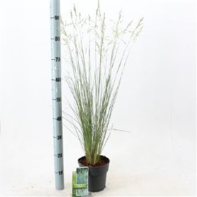 Žolinis augalas, miglė "Glauca", vazono skersmuo 17 cm.