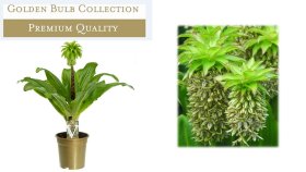 Daugiametė gėlė, lelija ananasinė, vazonėlio skersmuo 17 cm.