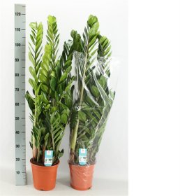 Kambarinis augalas, zamiokulkas "Zamiifolia", vazono skersmuo 21 cm.