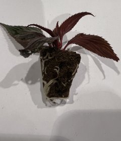 Vienmetės gėlės daigelis, sprigė "New Guinea Clockwork DL Appleblossom" FLORENSIS