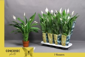 Kambarinis augalas, vėzdūnė "Sweet Benito", vazonėlio skersmuo 13 cm.