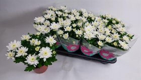 Kambarinis augalas, chrizantema, vazonėlio skersmuo 14 cm.