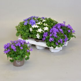 Daugiametė gėlė, katilėlis, įvairūs, vazonėlio skersmuo 11 cm.