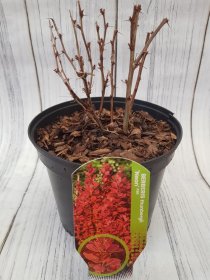 Dekoratyvinis krūmas, raugerškis tunbergo "Neon", vazonas 2 l.