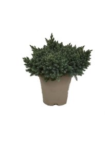 Spygliuotis, kadagys žvynuotasis "Blue Star", vazonėlio skersmuo 23 cm.