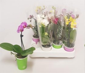 Kambarinis augalas, orchidėja (Phalaenopsis), vazonėlio skersmuo 6 cm.