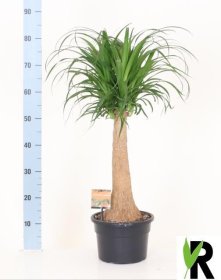 Kambarinis augalas, lenktašakė nolina, vazonėlio skersmuo 23 cm.