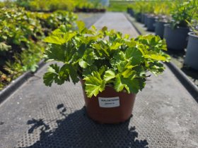 Alpinariumo augalas, valdšteinija trilapė, vazonėlio skersmuo 15 cm.