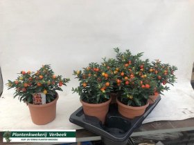 Kambarinis augalas, kiauliauogė 'Megaball', vazonėlio skersmuo 17 cm.