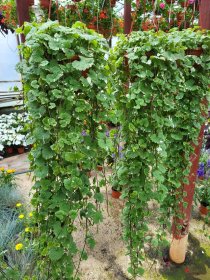 Daugiametė gėlė, tramažolė, vazonėlio skersmuo 15 cm.