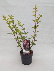 Dekoratyvinis krūmas, hortenzija šluotelinė "Vanille Fraise", aukštis 30-40 cm., vazonas 3 l.