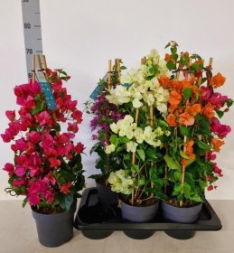 Kambarinis augalas, bugenvilija, įvairios, vazonėlio skersmuo 17 cm.