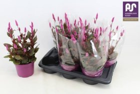 Vienmetė gėlė, celiozija "Wild Pink", vazonėlio skersmuo 17 cm.