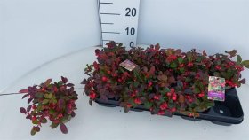 Šliaužiantis augalas, bruknuolė, vazonėlio skersmuo 12 cm.