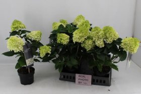 Dekoratyvinis krūmas, hortenzija "Liv Lit Bloss", vazonėlio skersmuo 17 cm.