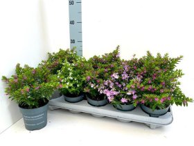 Vienmetė gėlė, kuprutė, vazonėlio skersmuo 9 cm.