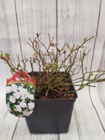 Daugiametė gėlė, rožė "White Fairy", vazonas 3 l.