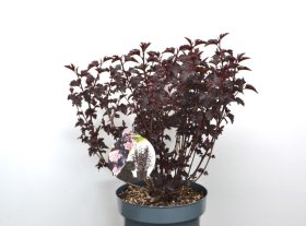 Dekoratyvinis krūmas, pūslenis putinalapis "Panther", aukštis 60-80 cm., vazonas 7,5 l.