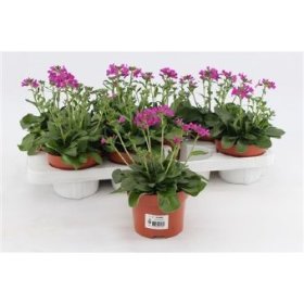 Kambarinis augalas, vaistutis "Rose delight", vazonėlio skersmuo 13 cm.