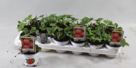 Braškės sodinukas, įvairios veislės, vazonėlio skersmuo 9 cm.