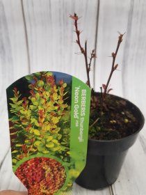 Dekoratyvinis krūmas, raugerškis tunbergo "Neon Gold", vazonėlio skersmuo 9 cm.