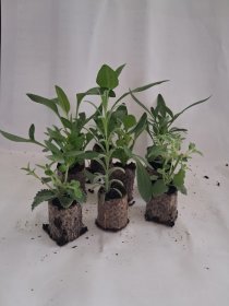 Daugiametės gėlės daigas, įvairūs