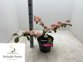 Dekoratyvinis krūmas, putinas raukšlėtasis "Rosa", vazonėlio skersmuo 23 cm.