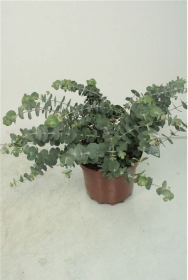 Kambarinis augalas, eukaliptas "Silver Dollar", vazonėlio skersmuo 14 cm.