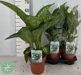 Kambarinis augalas, difenbachija "Tropic Snow", vazonėlio skersmuo 19 cm.